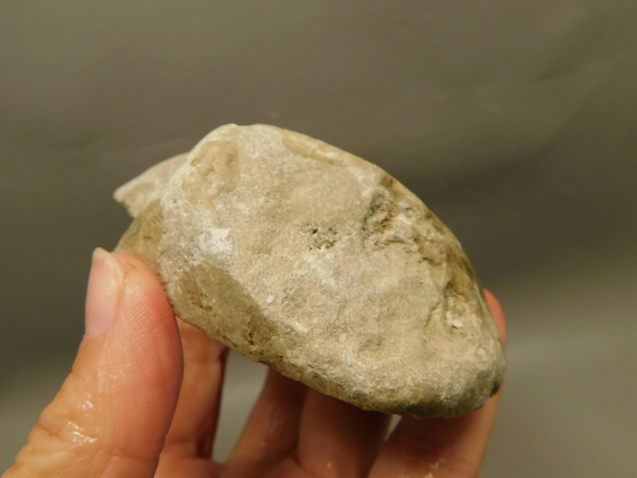 Petoskey Stone Slab Unpolished Rough Rock Fossil Michigan #O1