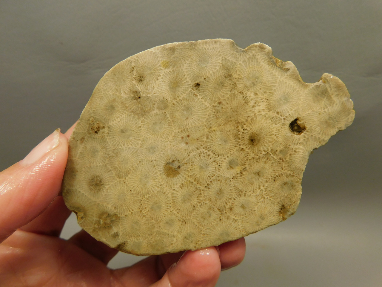 Petoskey Stone Slab Unpolished Rough Rock Fossil Michigan #O1