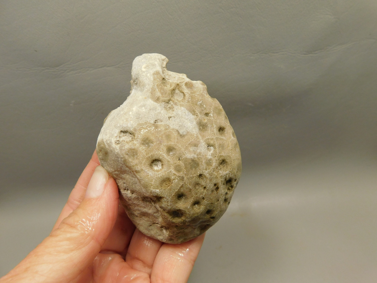 Petoskey Stone Slab Unpolished Rough Rock Fossil Michigan #O1