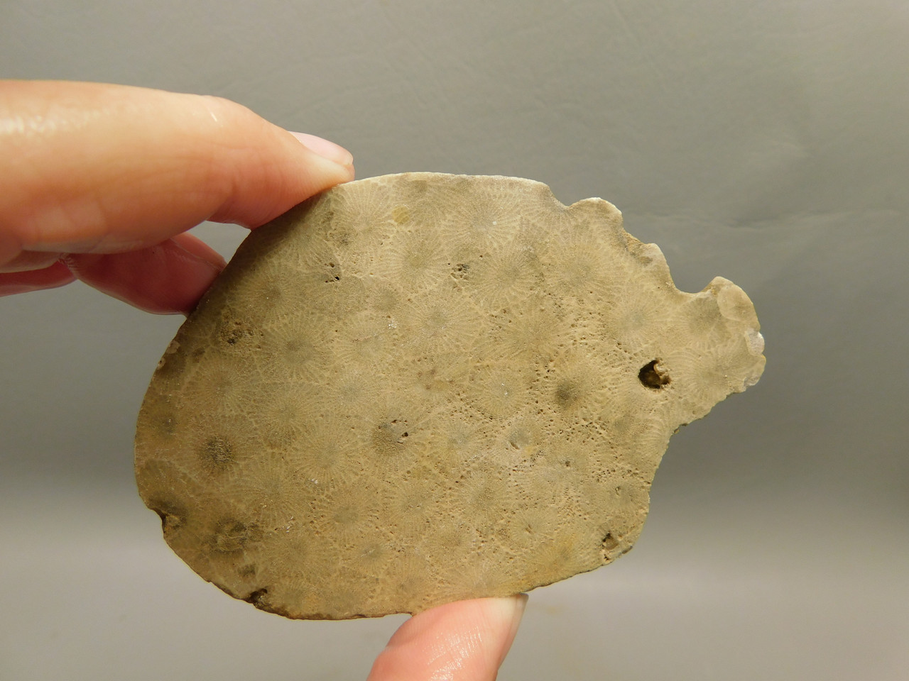 Petoskey Stone Slab Unpolished Rough Rock Fossil Michigan #O1