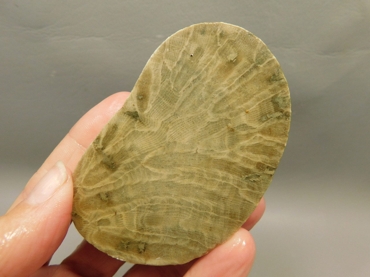 Petoskey Stone Slab Unpolished Rough Rock Fossil Michigan #O2