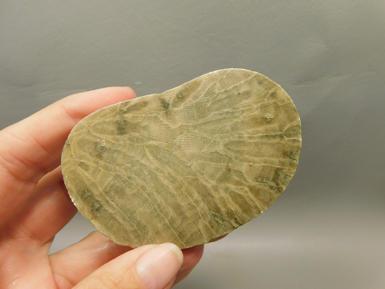 Petoskey Stone Slab Unpolished Rough Rock Fossil Michigan #O2