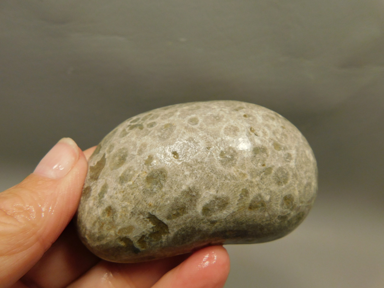 Petoskey Stone Slab Unpolished Rough Rock Fossil Michigan #O2