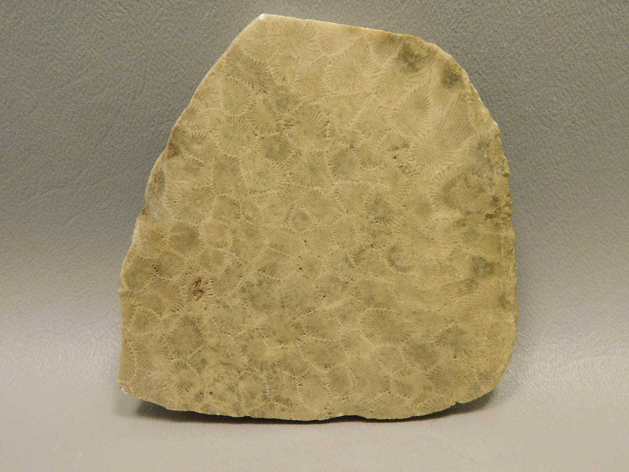 Petoskey Stone Slab Unpolished Rough Rock Fossil Michigan #O4