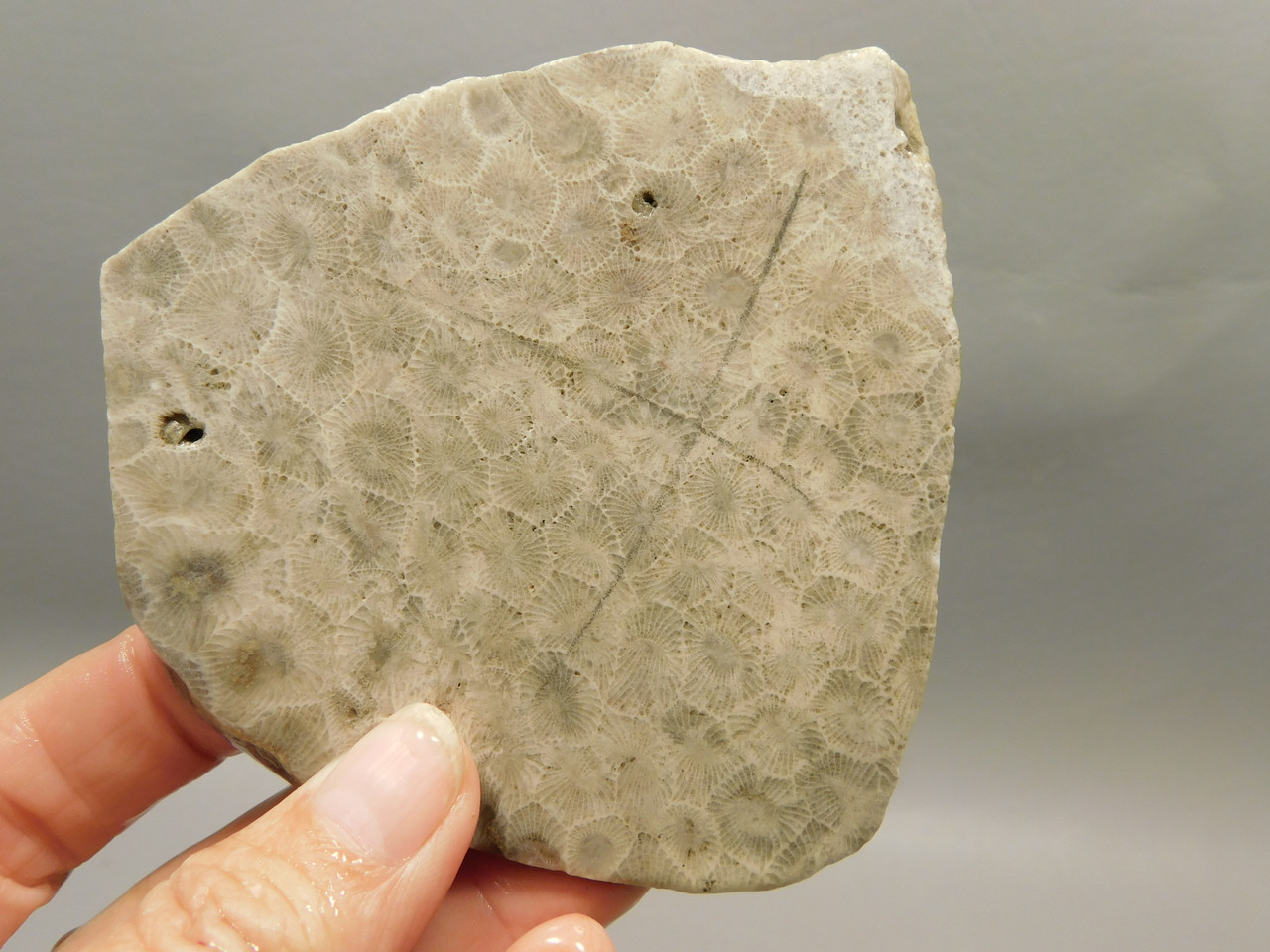 Petoskey Stone Slab Unpolished Rough Rock Fossil Michigan #O4