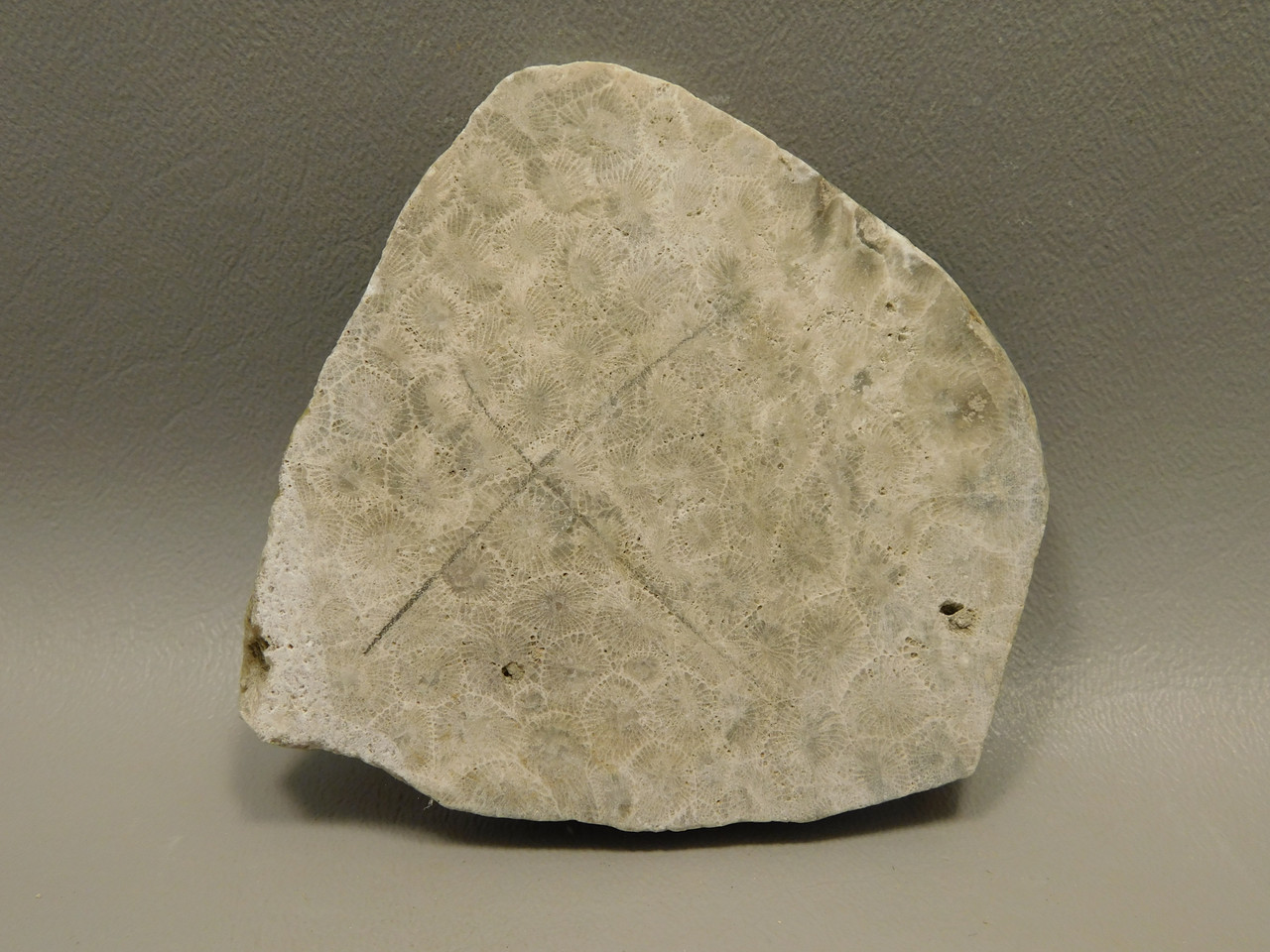Petoskey Stone Slab Unpolished Rough Rock Fossil Michigan #O4