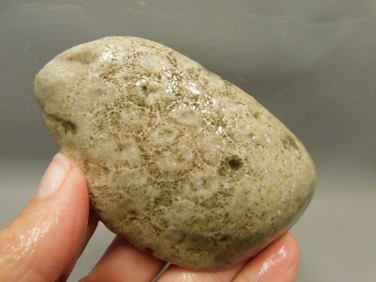 Petoskey Stone Unpolished Rough Rock Fossil Michigan #O8