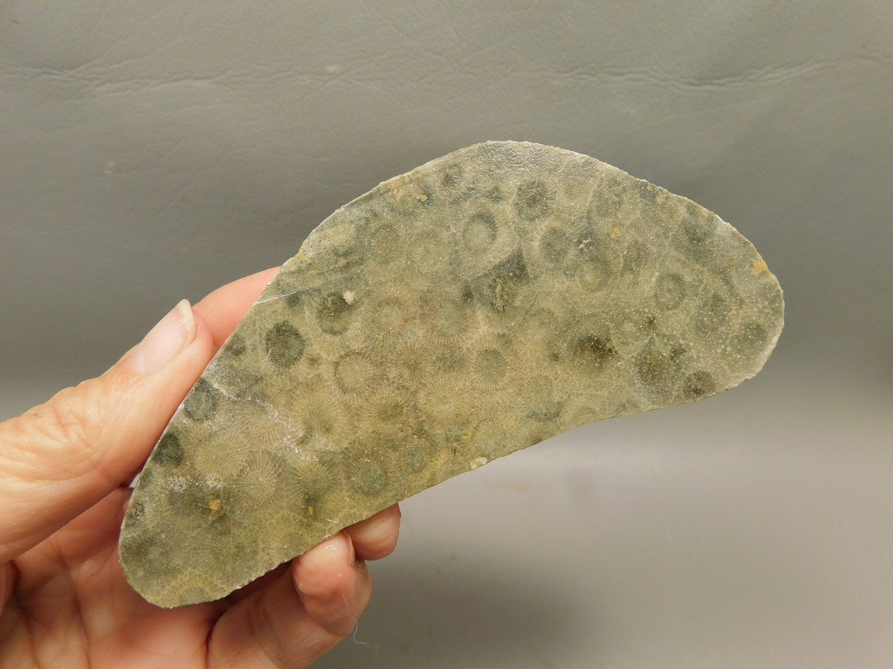Petoskey Stone Unpolished Rough Rock Fossil Michigan #O6