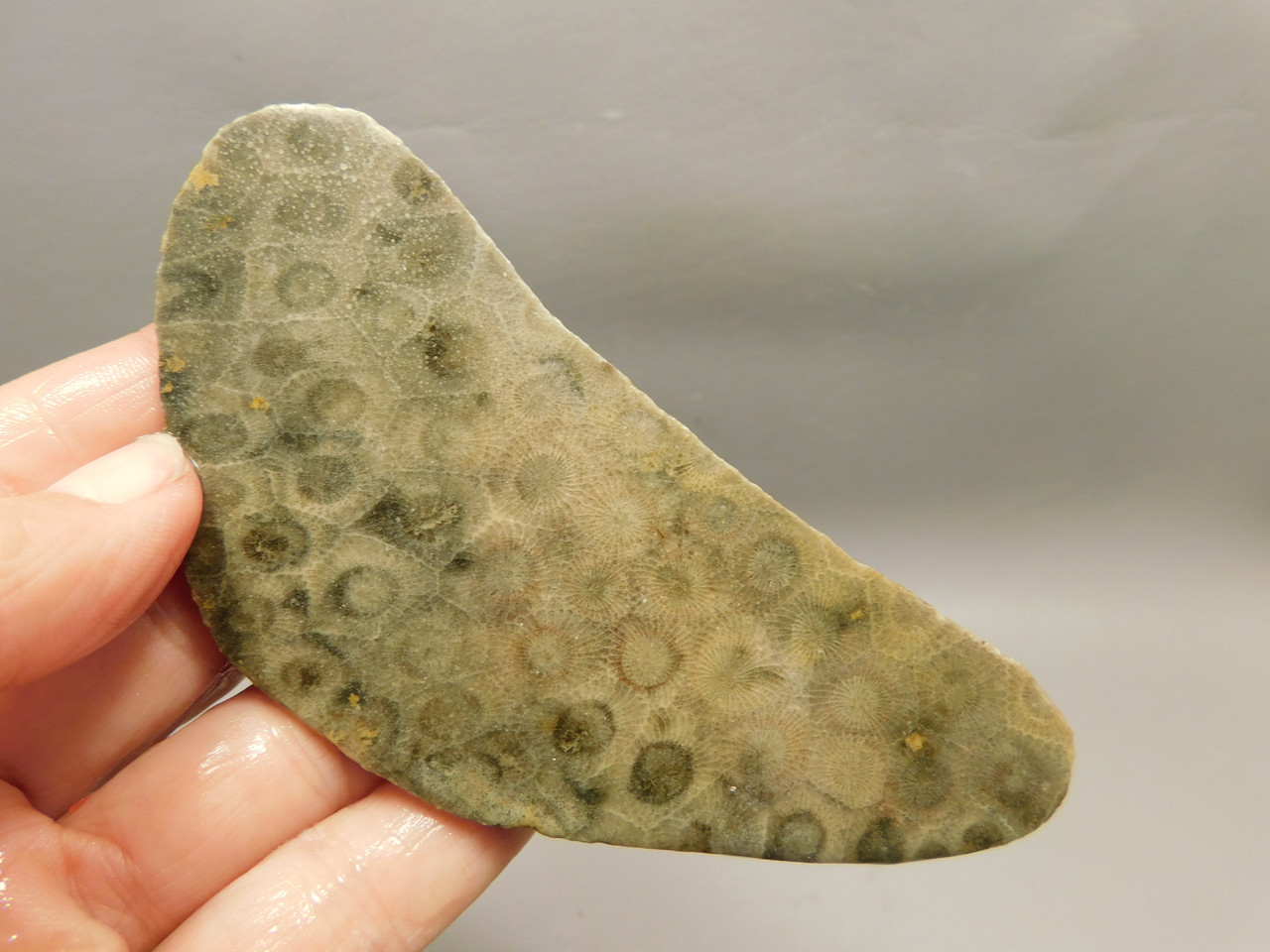 Petoskey Stone Unpolished Rough Rock Fossil Michigan #O6