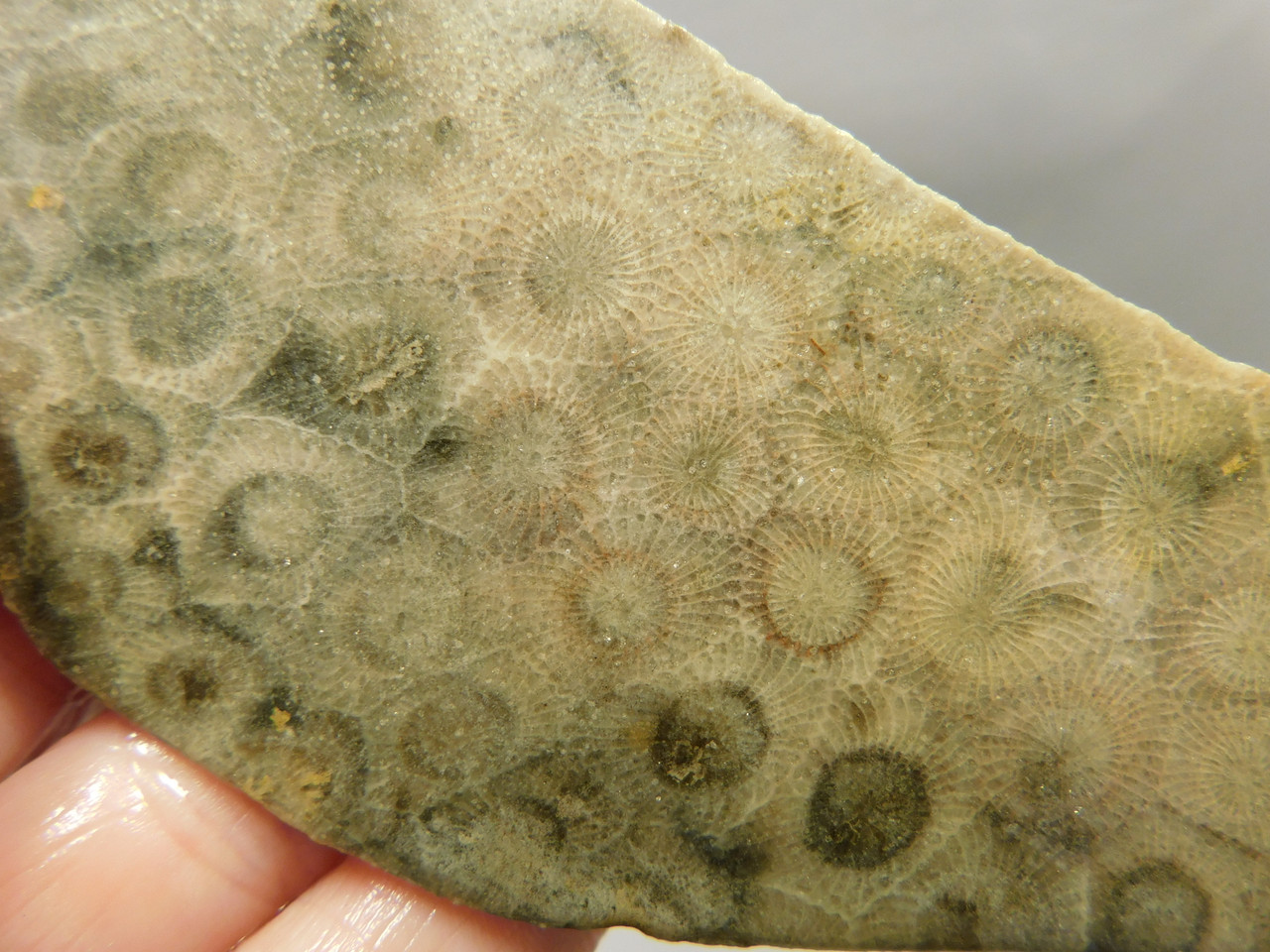 Petoskey Stone Unpolished Rough Rock Fossil Michigan #O6