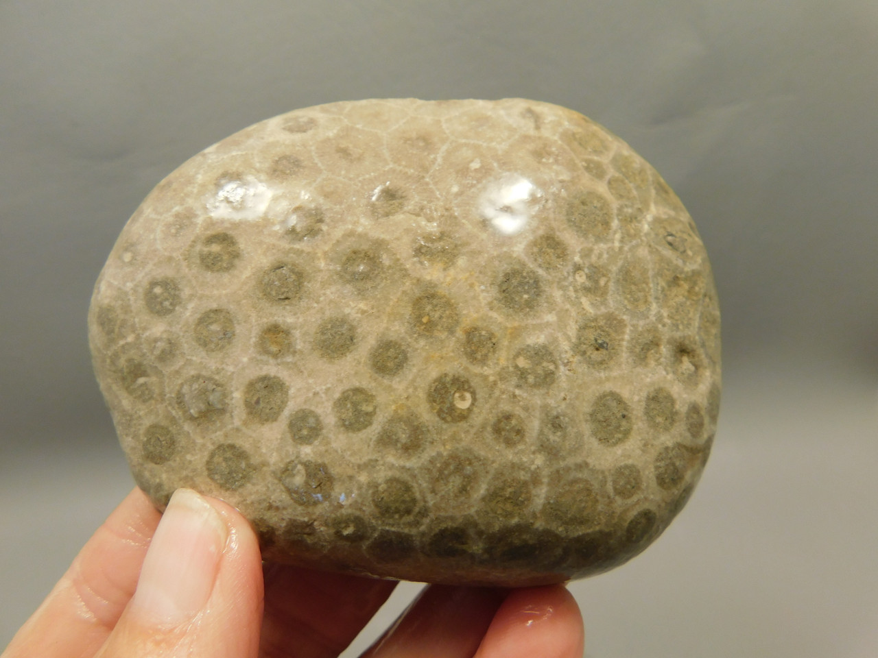 Petoskey Stone Unpolished Rough Rock Fossil Michigan #O7