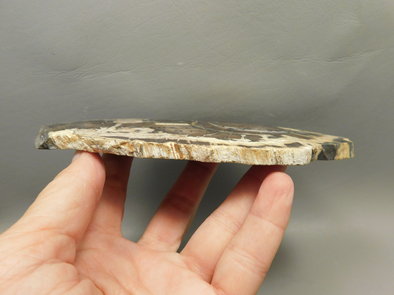 Petrified Wood Polished Slab Oak Swartz Canyon Oregon #O142-1