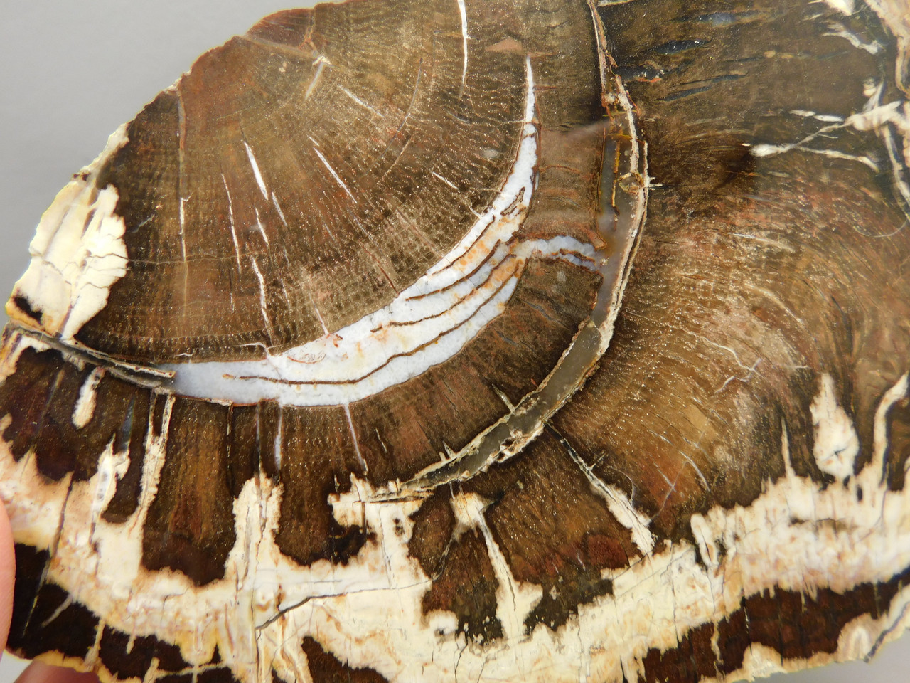 Petrified Wood Polished Slab Oak Swartz Canyon Oregon #O142-1