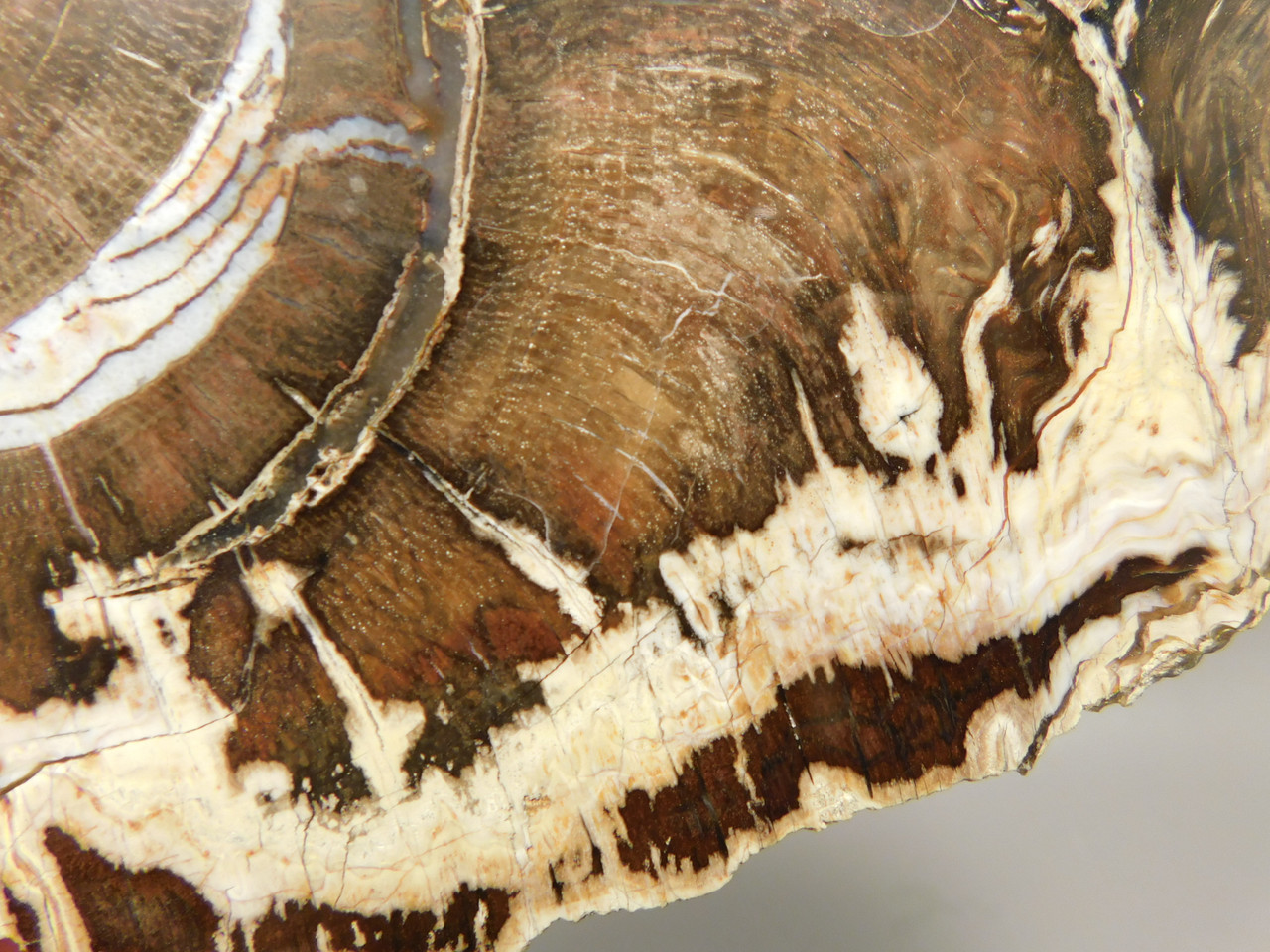 Petrified Wood Polished Slab Oak Swartz Canyon Oregon #O142-1
