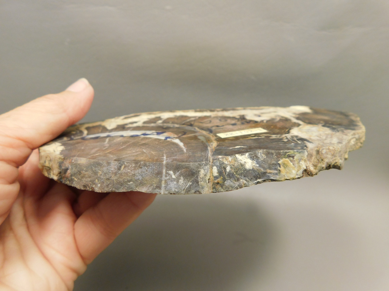 Petrified Wood Polished Slab Oak Swartz Canyon Oregon #O142-1
