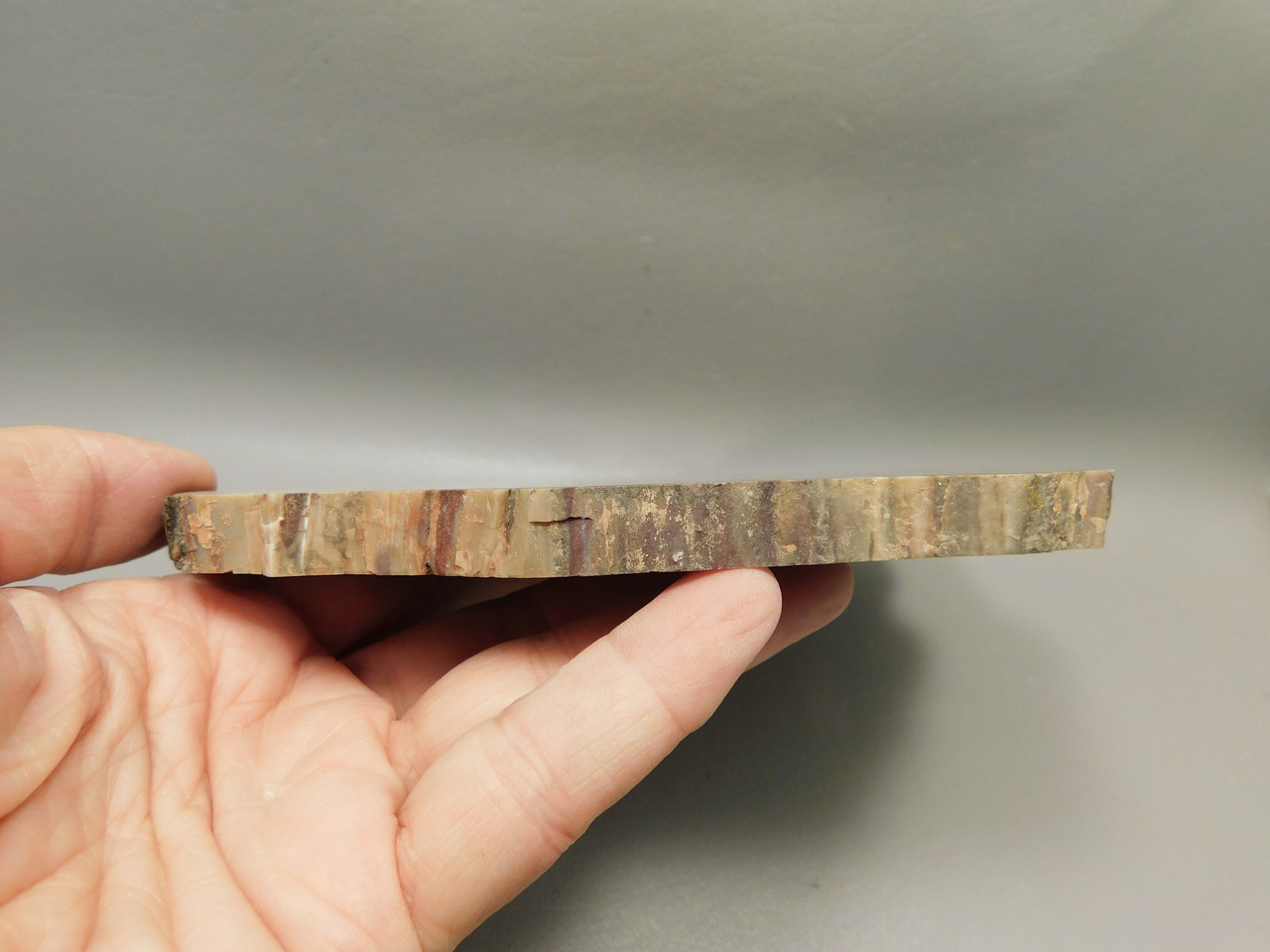 Petrified Rainbow Wood Stone Slab Polished Round Red Arizona #O148-1