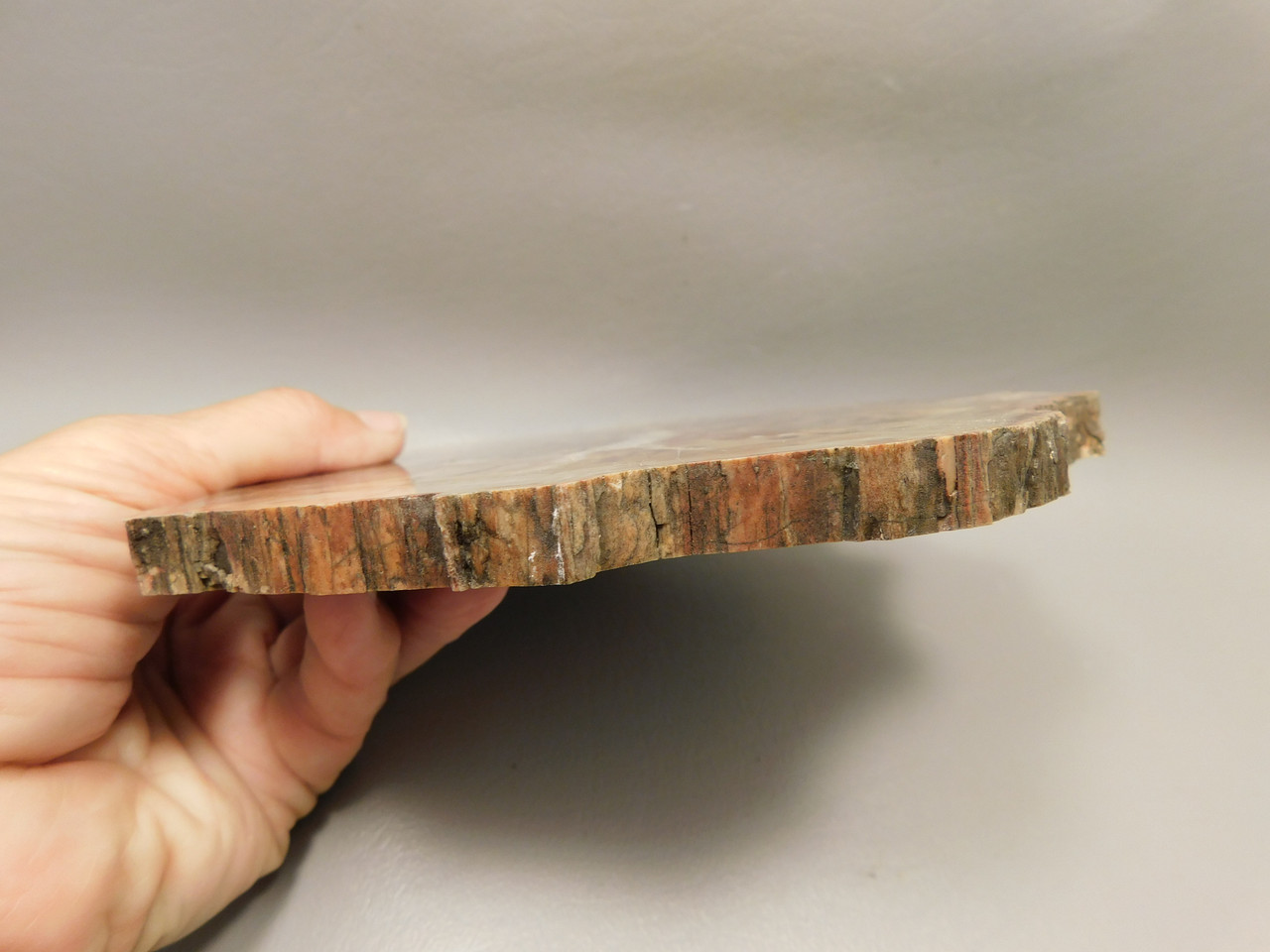 Petrified Rainbow Wood Stone Slab Polished Round Red Arizona #O148-1