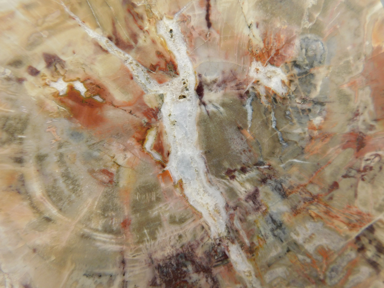 Petrified Rainbow Wood Stone Slab Polished Round Red Arizona #O148-1