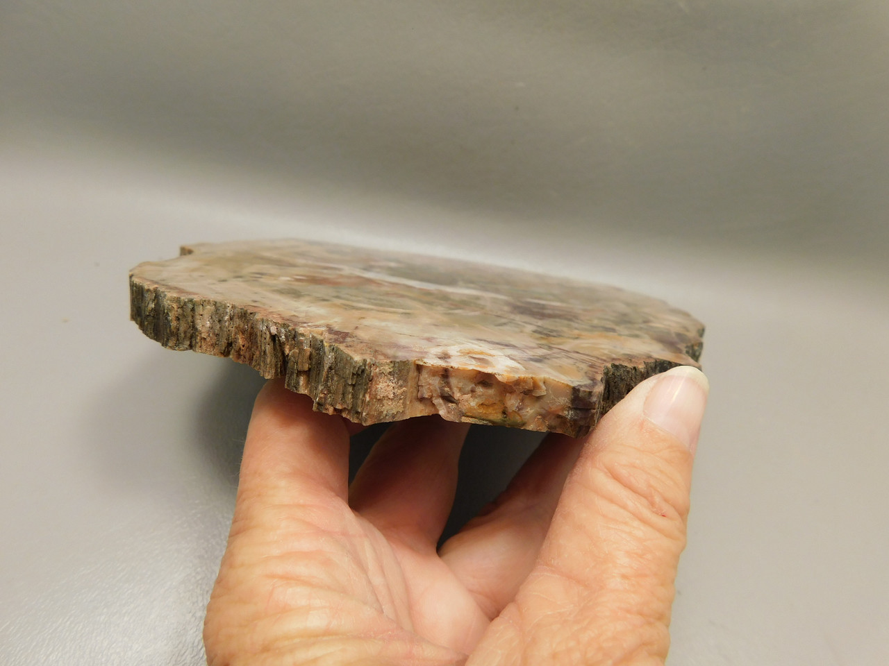 Petrified Rainbow Wood Stone Slab Polished Round Red Arizona #O148-1