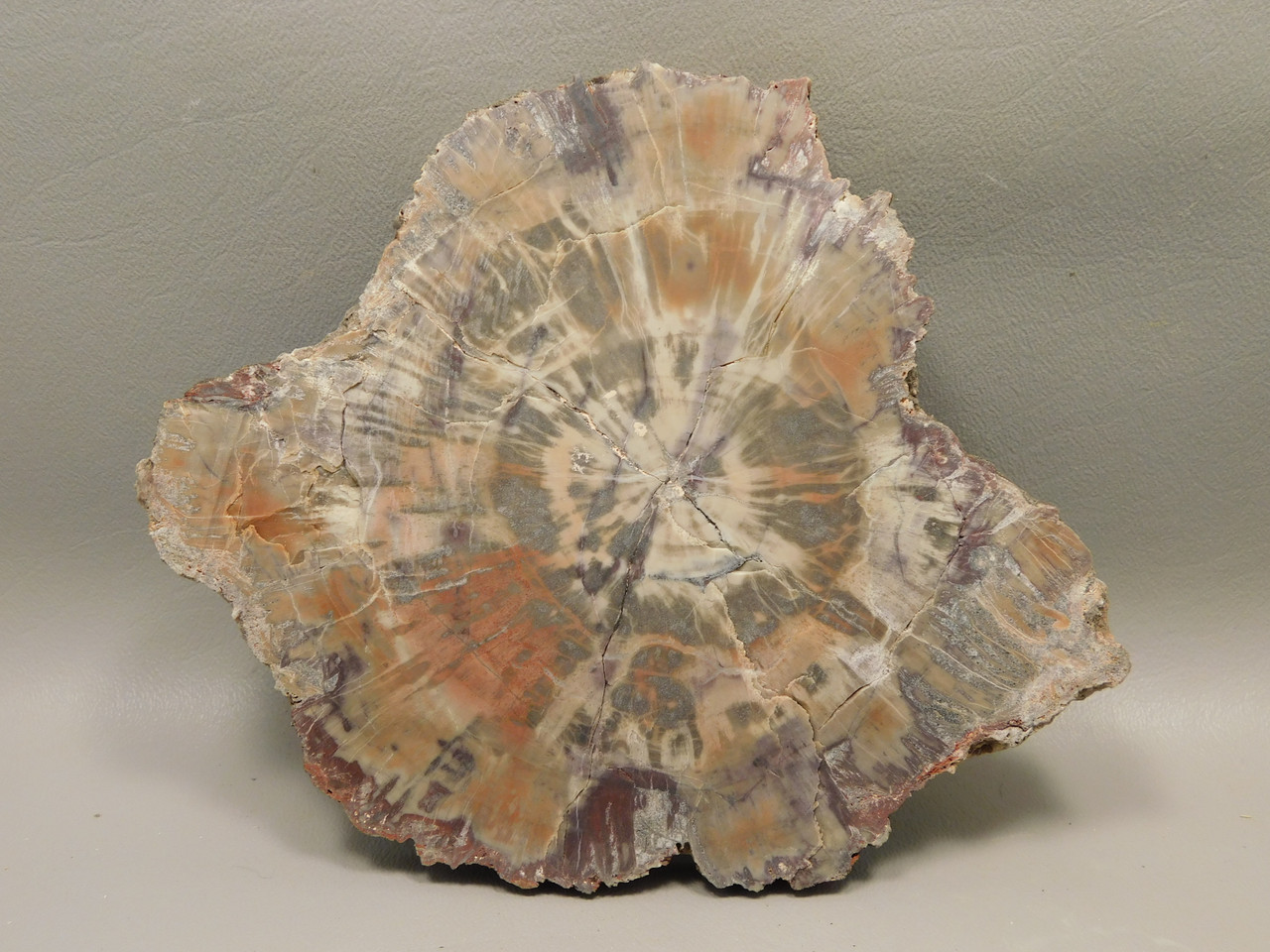 Petrified Rainbow Wood Stone Slab Polished Round Red Arizona #O148-2
