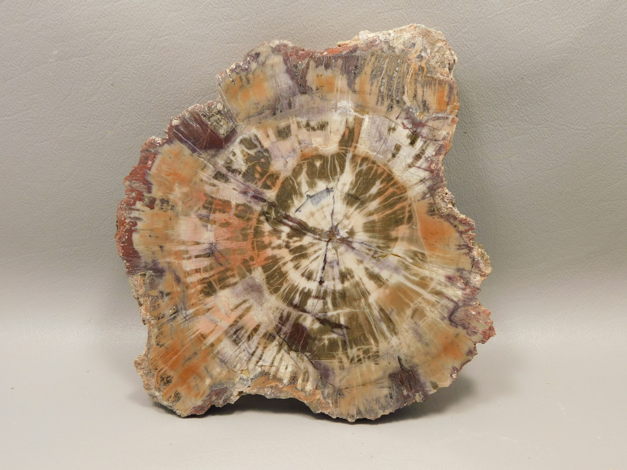 Petrified Rainbow Wood Stone Slab Polished Round Red Arizona #O148-2