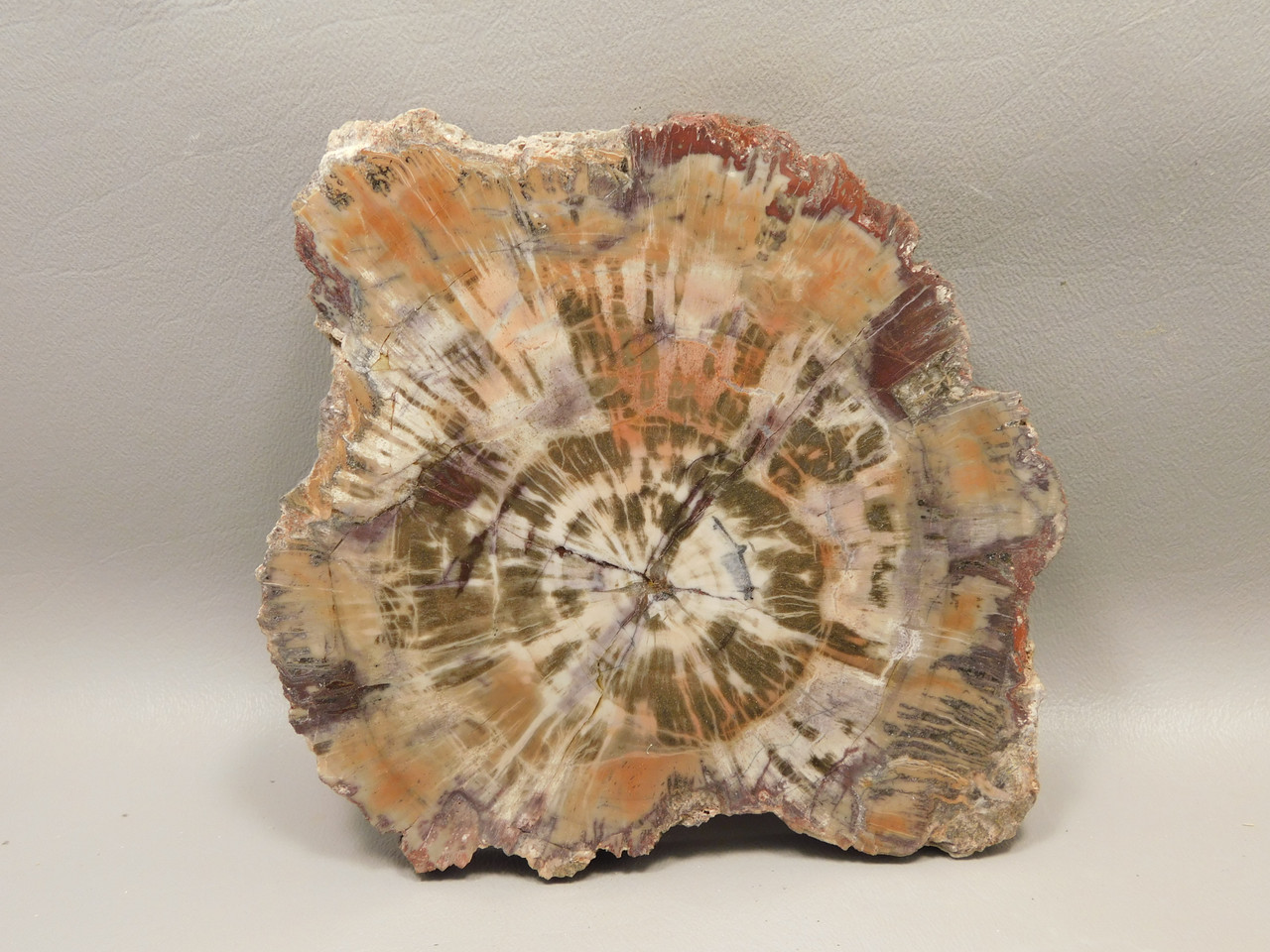Petrified Rainbow Wood Stone Slab Polished Round Red Arizona #O148-2