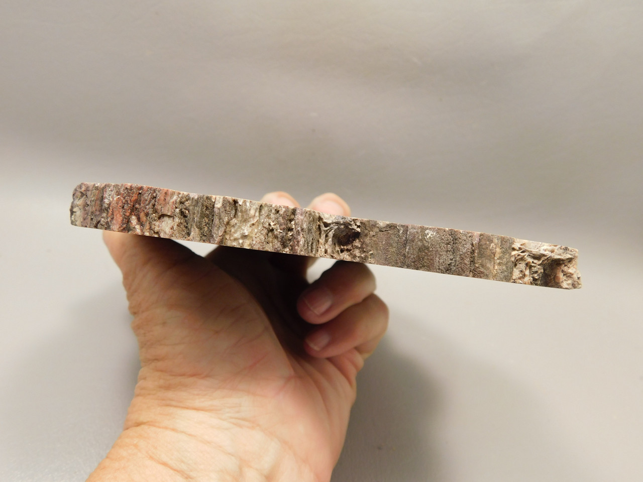 Petrified Rainbow Wood Stone Slab Polished Round Red Arizona #O148-2