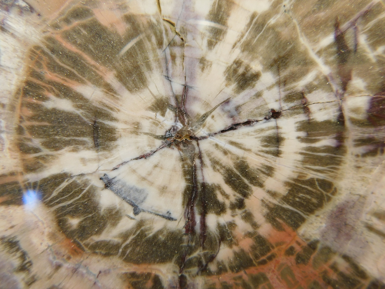 Petrified Rainbow Wood Stone Slab Polished Round Red Arizona #O148-2