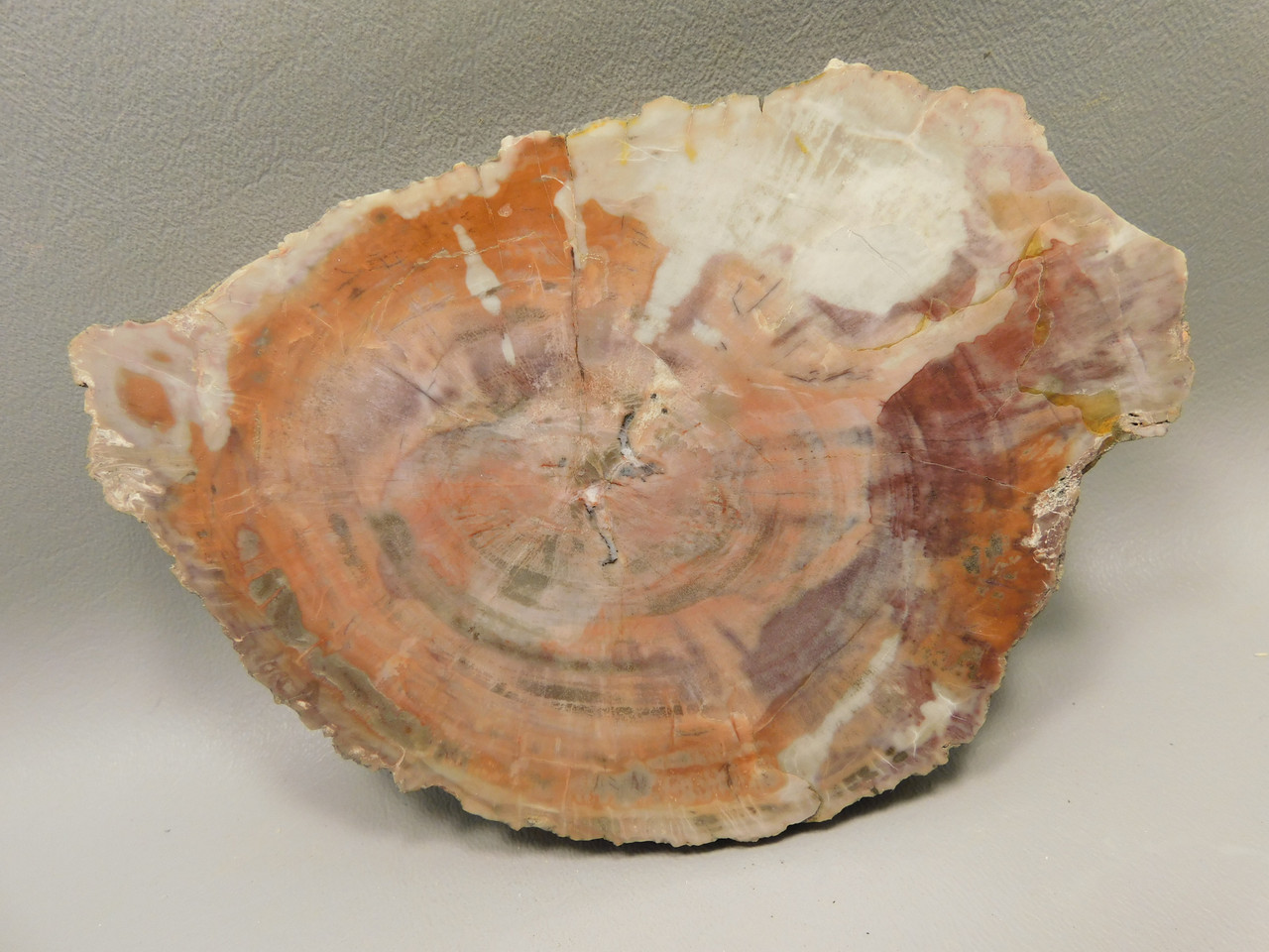 Petrified Rainbow Wood Stone Slab Polished Round Red Arizona #O148-3