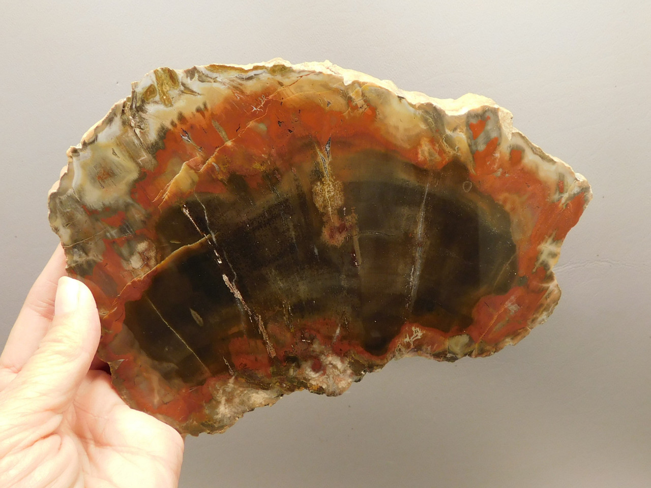 Petrified Wood Polished Red Round Circle Cliffs Utah #O141-1