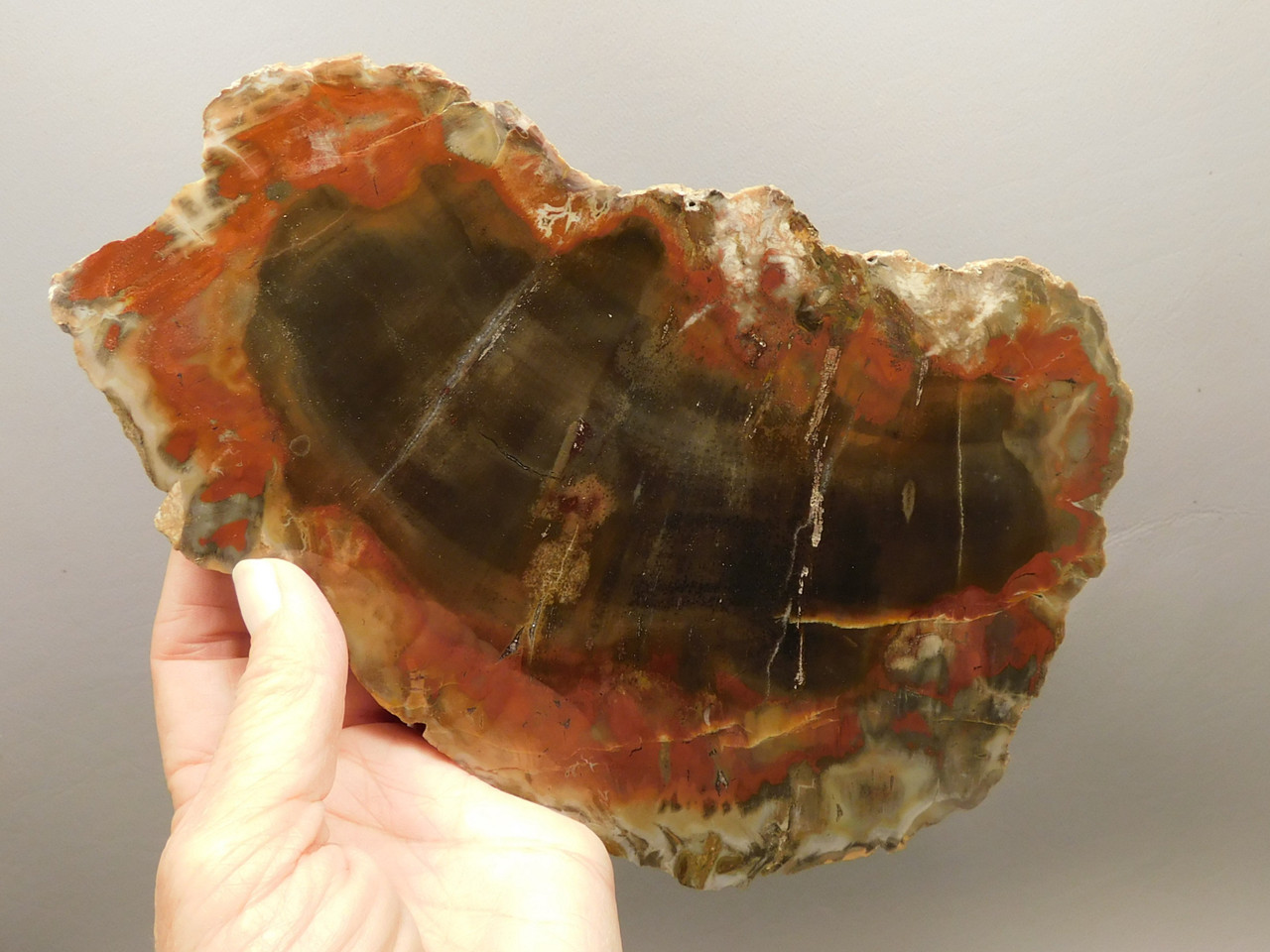 Petrified Wood Polished Red Round Circle Cliffs Utah #O141-1