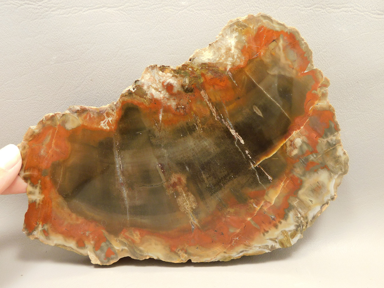 Petrified Wood Polished Red Round Circle Cliffs Utah #O141-1