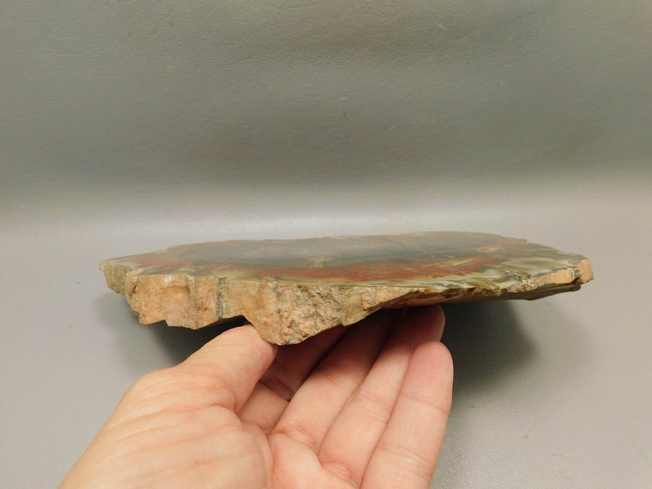 Petrified Wood Polished Red Round Circle Cliffs Utah #O141-1