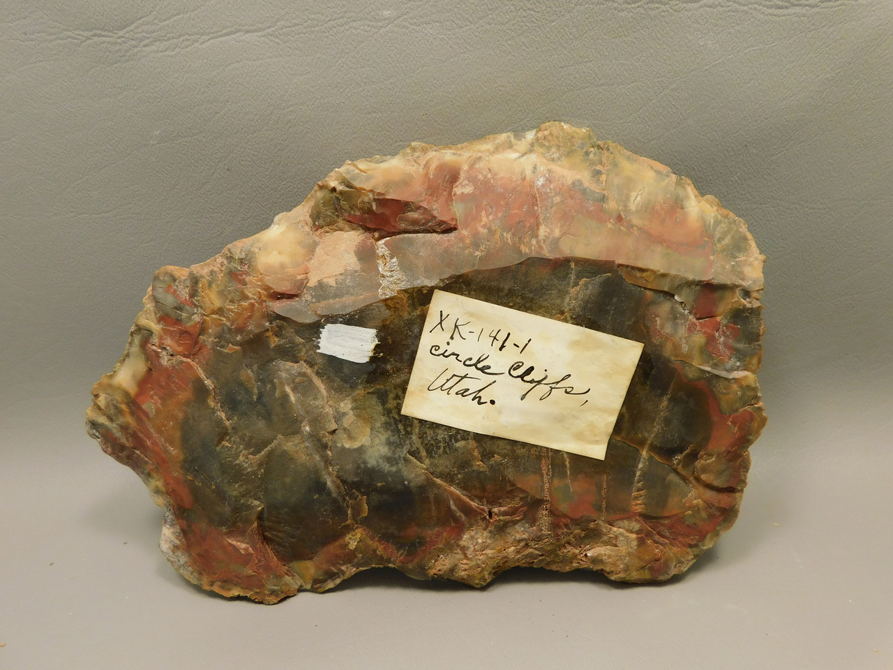 Petrified Wood Polished Red Round Circle Cliffs Utah #O141-1