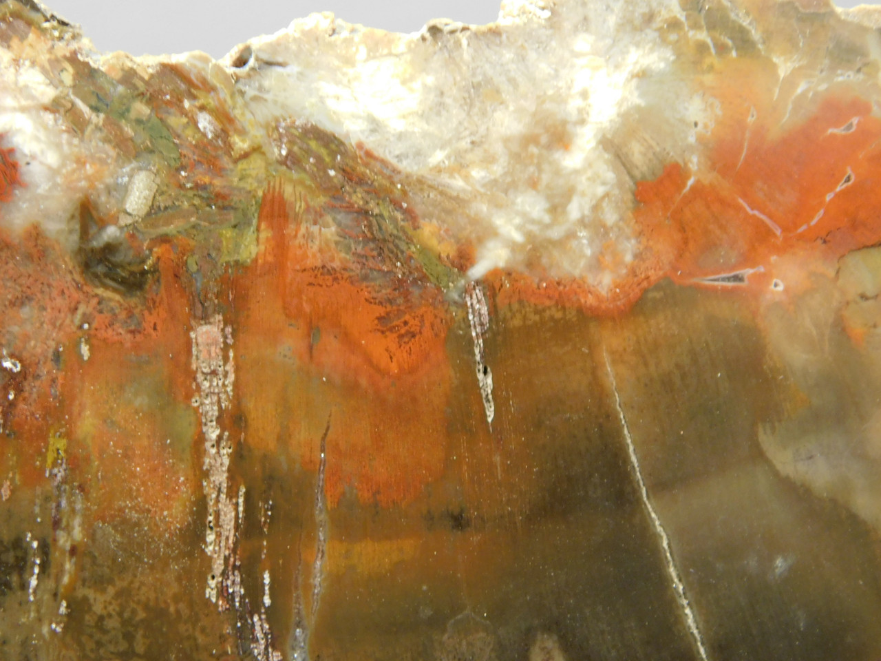 Petrified Wood Polished Red Round Circle Cliffs Utah #O141-1