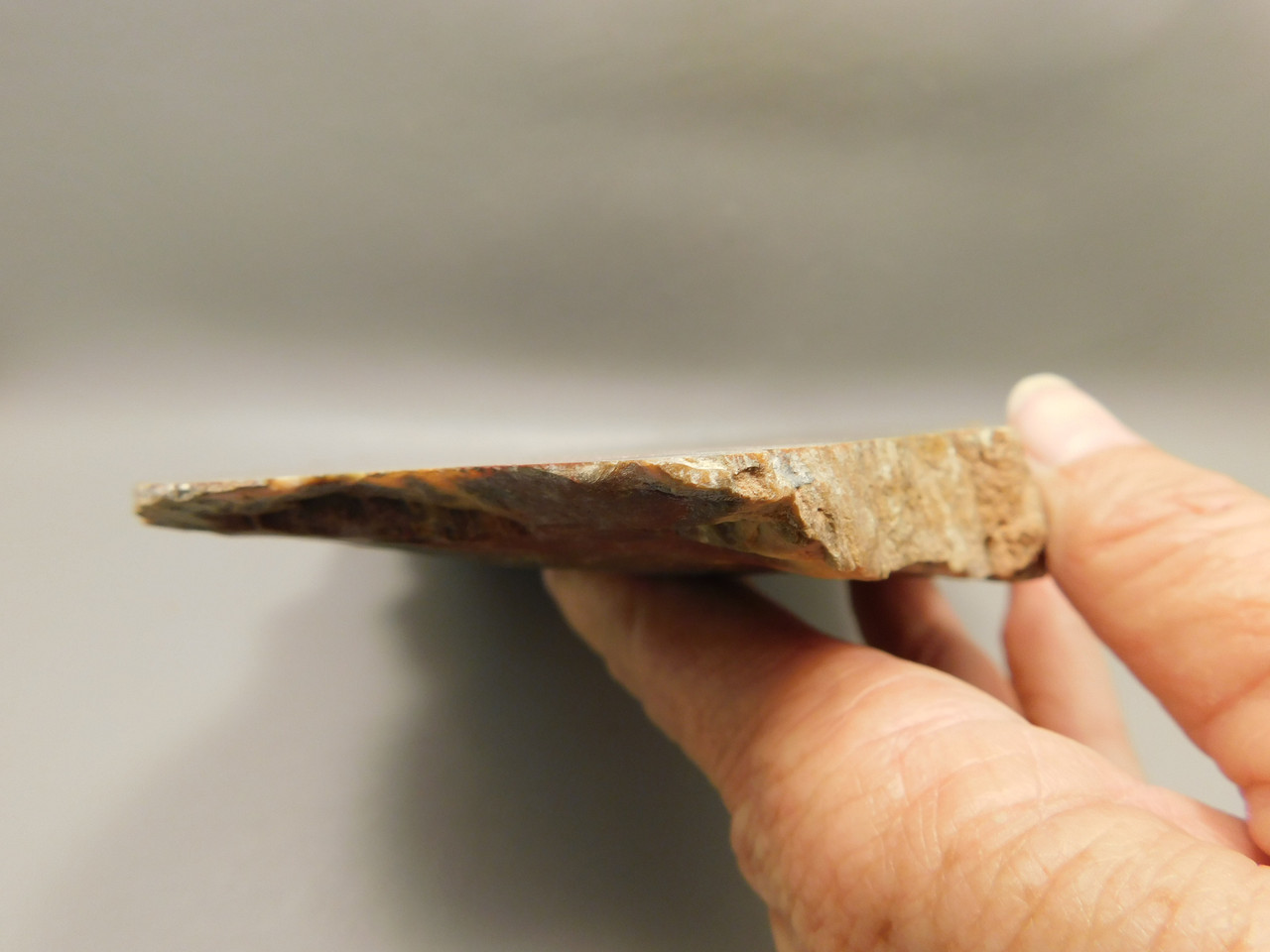 Petrified Wood Polished Red Round Circle Cliffs Utah #O141-1
