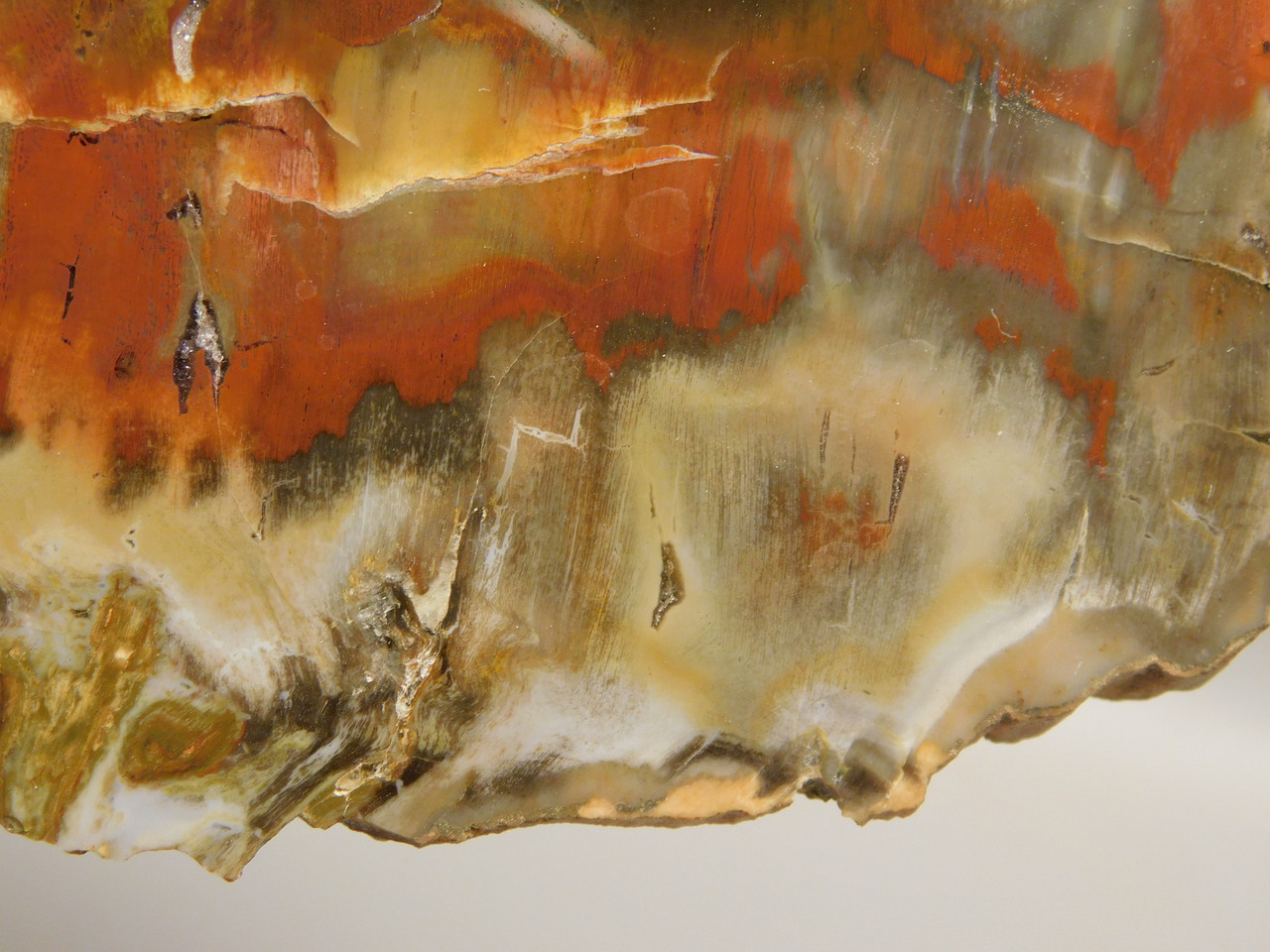 Petrified Wood Polished Red Round Circle Cliffs Utah #O141-1