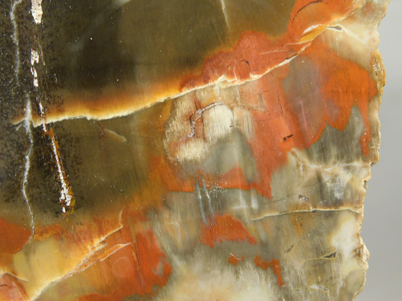 Petrified Wood Polished Red Round Circle Cliffs Utah #O141-1