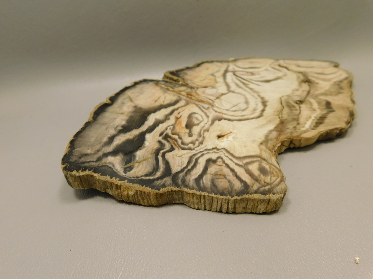 Petrified Wood Polished Slab Vantage Washington #O154-1