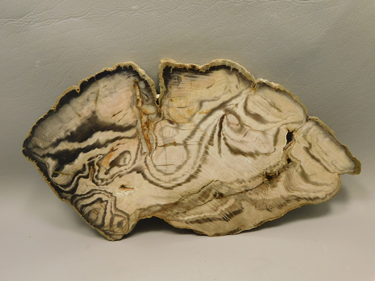 Petrified Wood Polished Slab Vantage Washington #O154-1