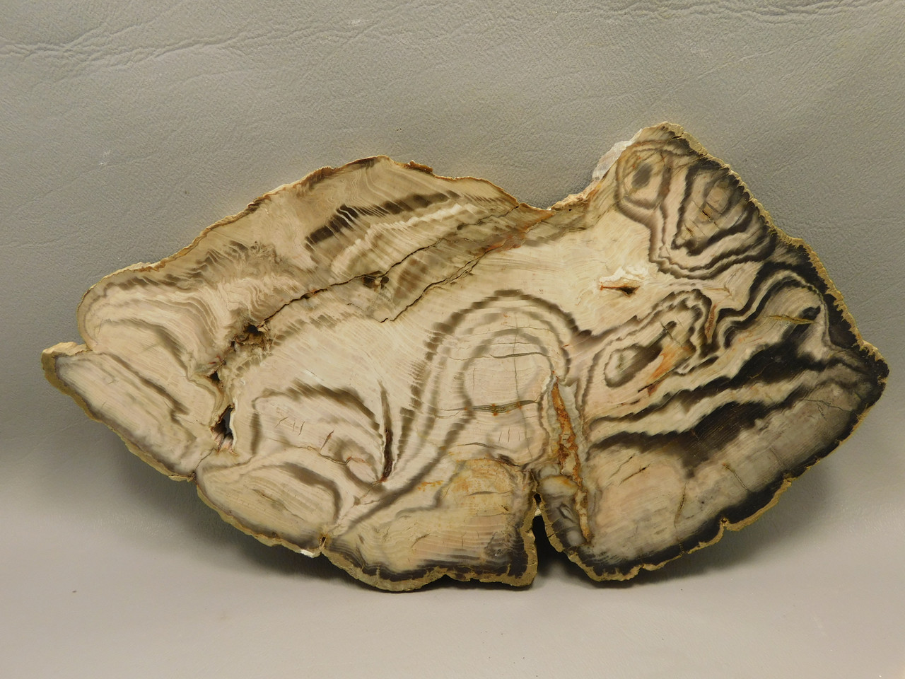 Petrified Wood Polished Slab Vantage Washington #O154-1