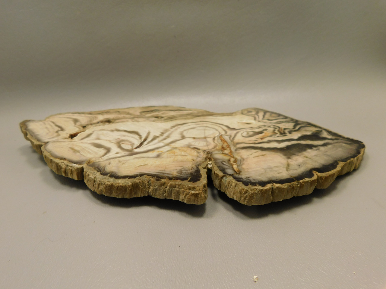 Petrified Wood Polished Slab Vantage Washington #O154-1