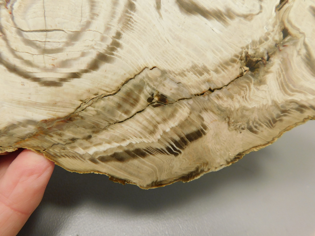 Petrified Wood Polished Slab Vantage Washington #O154-1