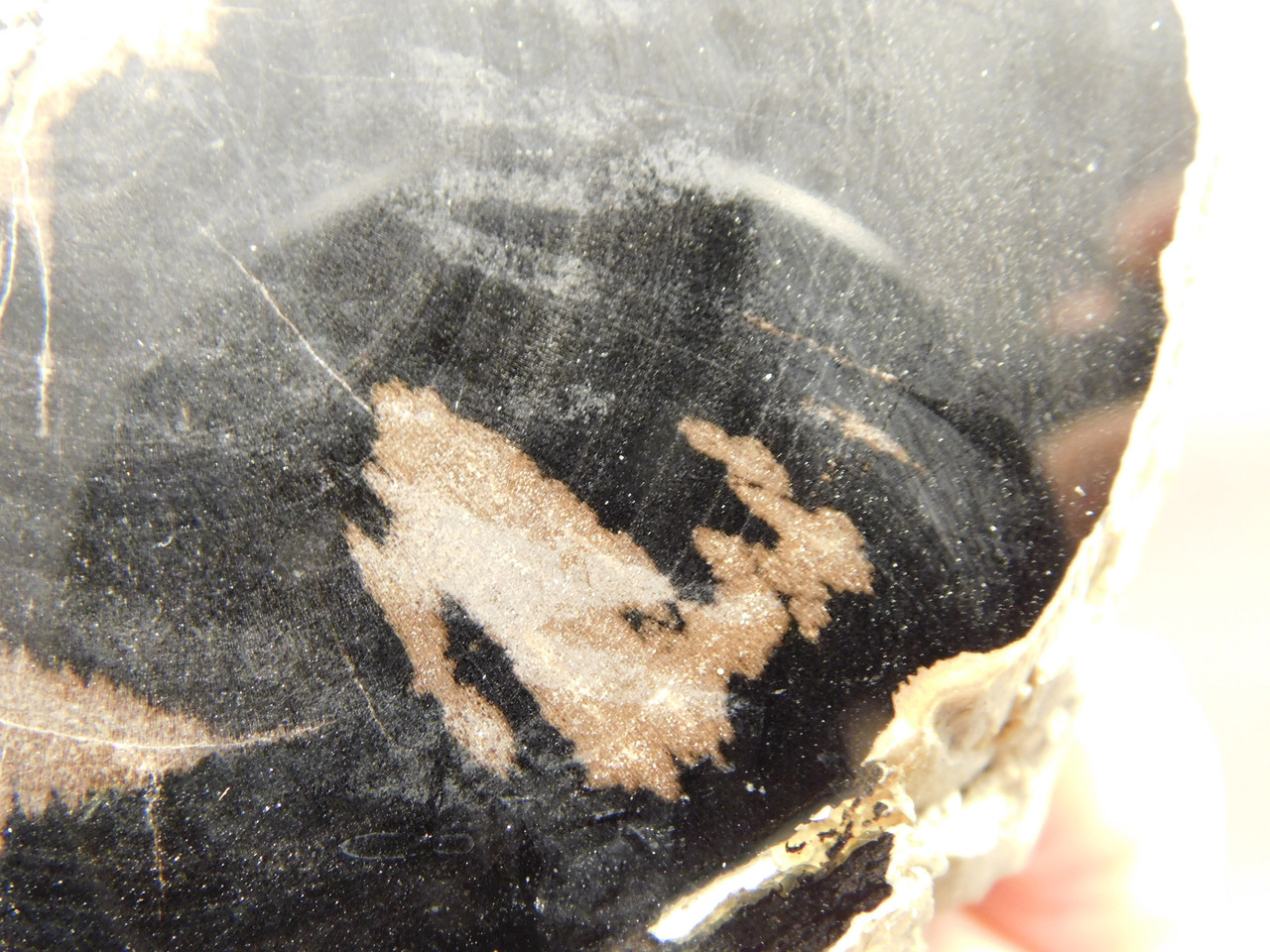 Eden Valley Petrified Wood Wyoming Polished Round Stump #O132-26