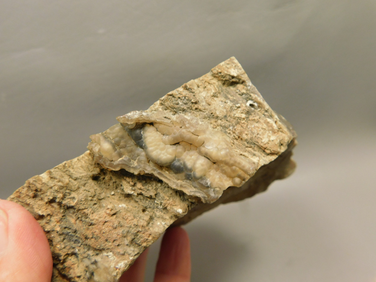 Eden Valley Petrified Wood Wyoming Polished Round Stump #O132-26