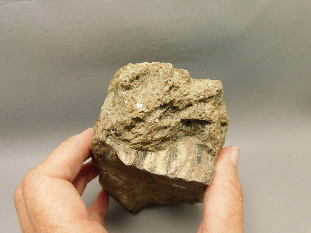 Eden Valley Petrified Wood Wyoming Polished Round Stump #O132-26