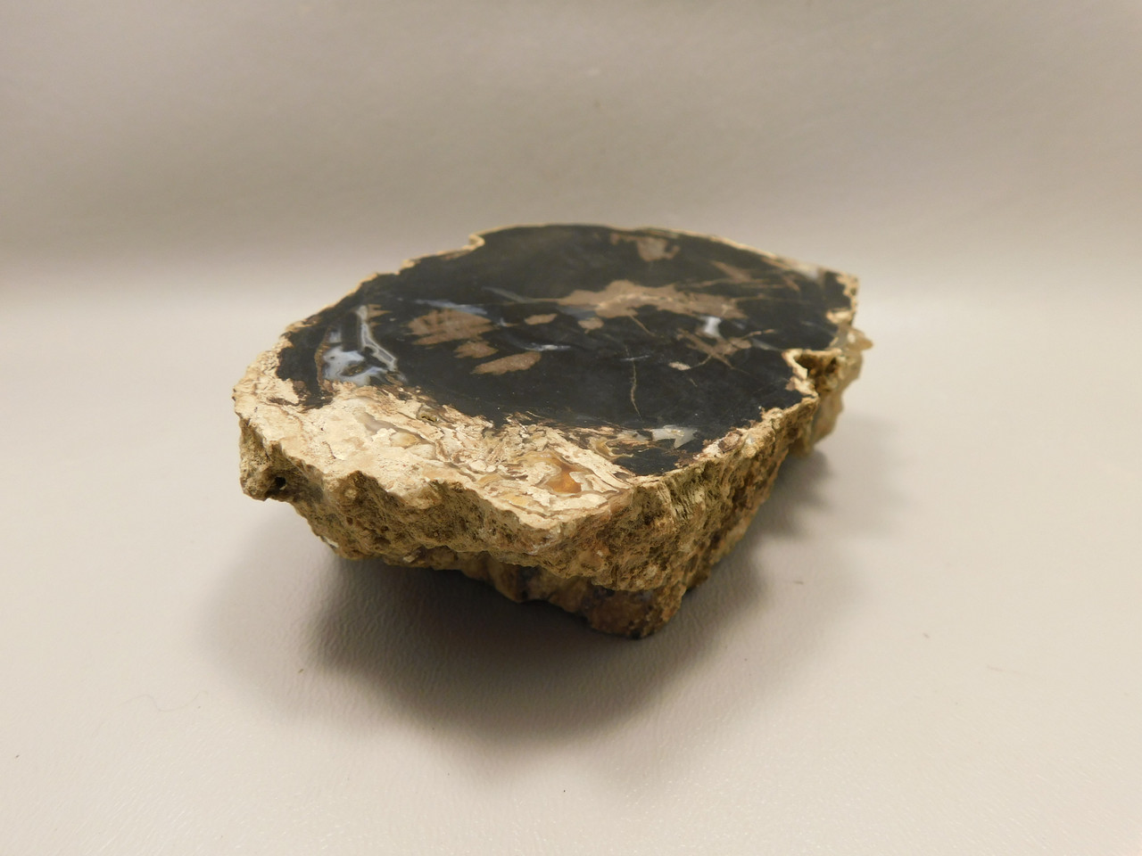 Eden Valley Petrified Wood Wyoming Polished Round Stump #O132-26