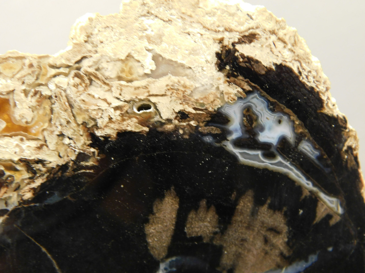 Eden Valley Petrified Wood Wyoming Polished Round Stump #O132-26
