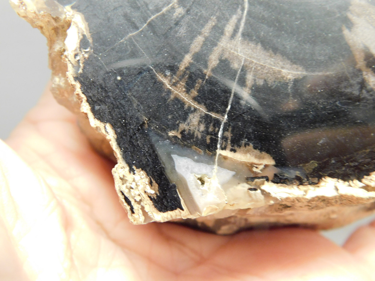 Eden Valley Petrified Wood Wyoming Polished Round Stump #O132-26