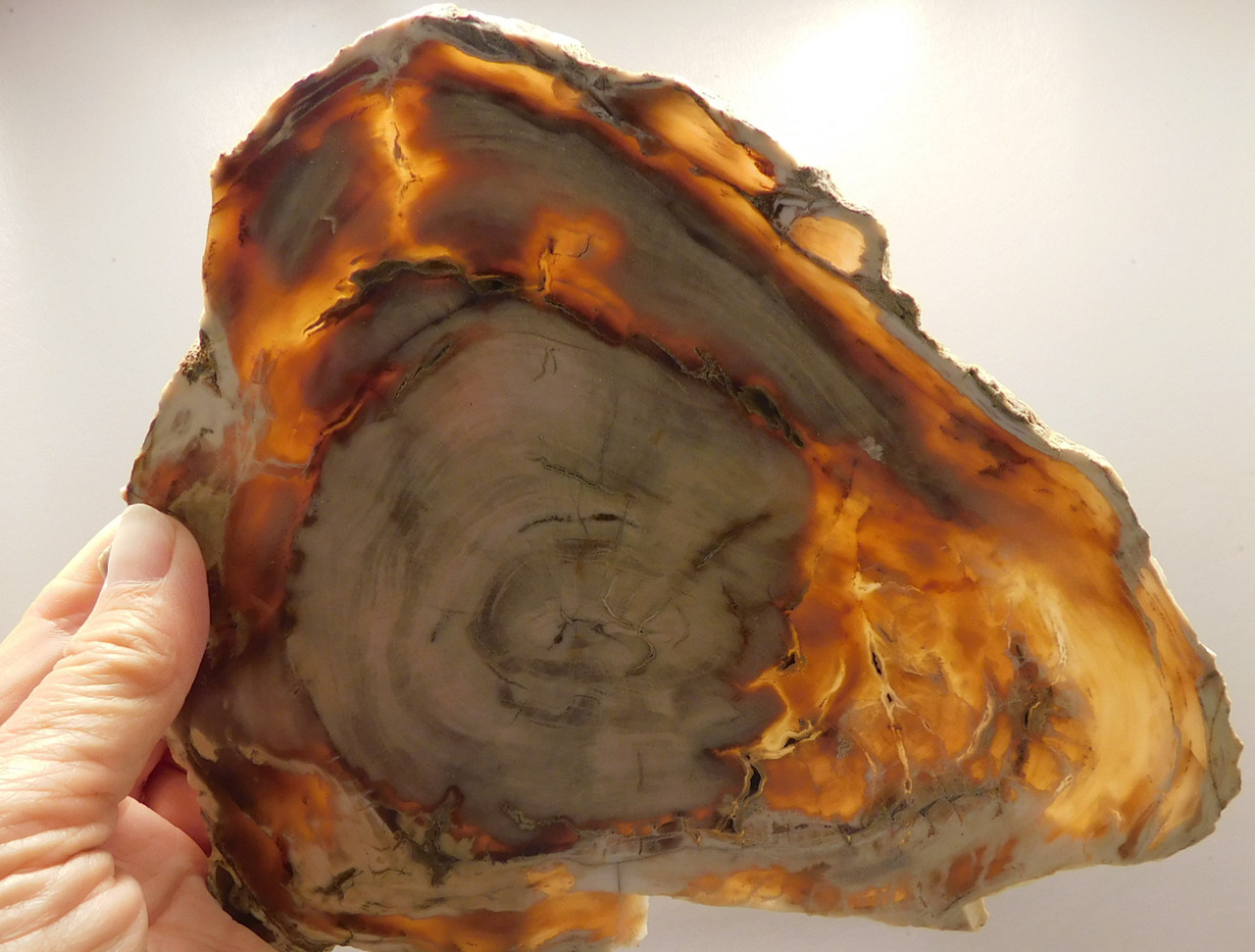 Petrified Wood Polished Round Yakima Canyon, WA #O134-29